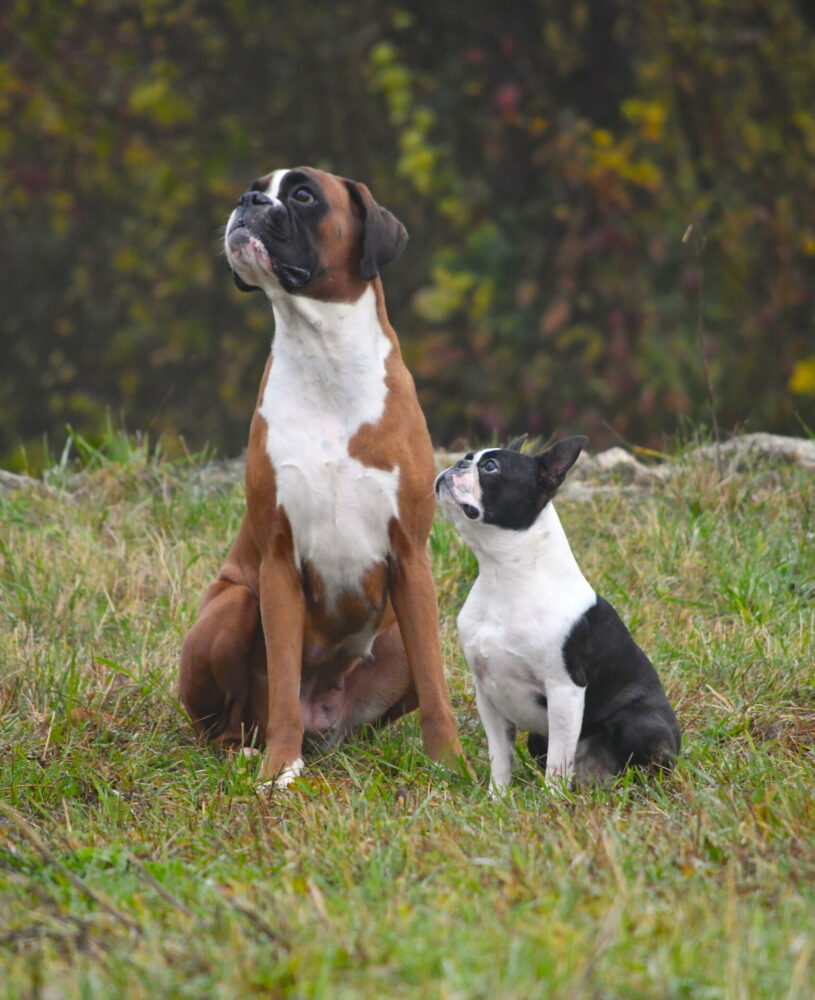 Boxerzucht von der Via Julia Renate WimmerGötz Boxer aus FCI VDH
